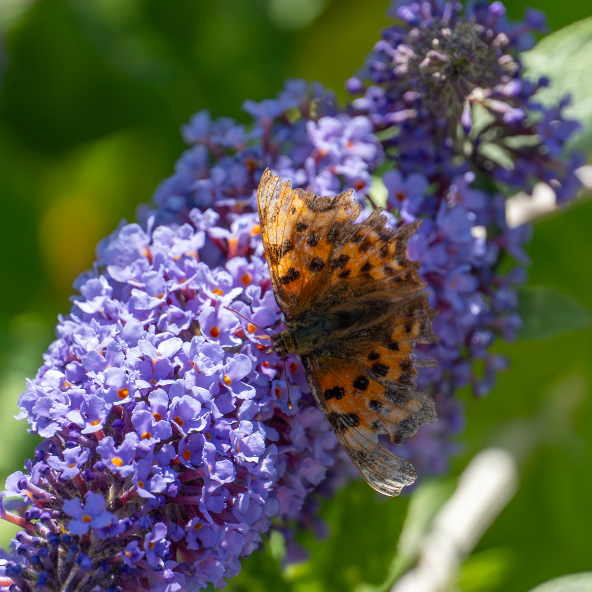Photography by Chris Allington